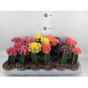 Gymnocalycium mihanov. 'Brasil'