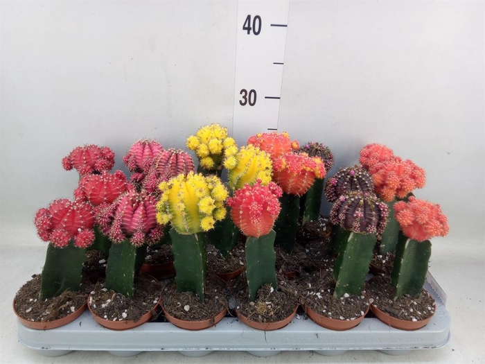 <h4>Gymnocalycium mihanov. 'Brasil'</h4>