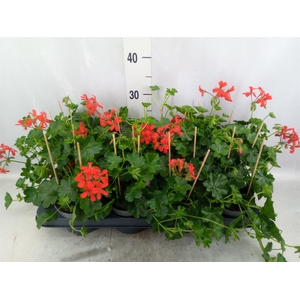 Pelargonium pelt. 'Balkon Rood'