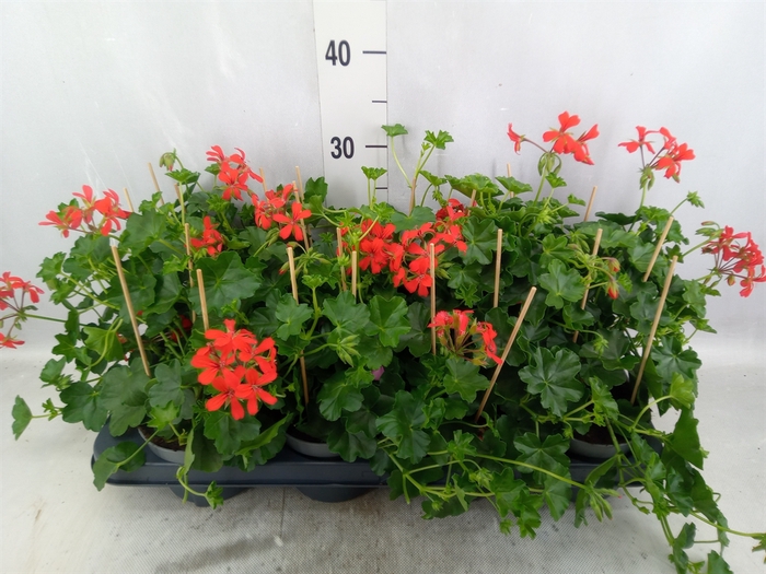 <h4>Pelargonium pelt. 'Balkon Rood'</h4>