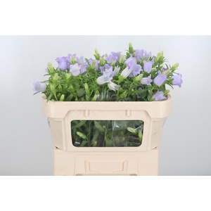 Campanula Cham Lavender