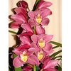 Cymbidium 12/15 Dark Pink Bl pst