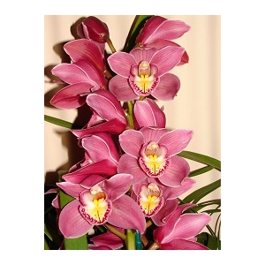 Cymbidium 12/15 Dark Pink Bl pst