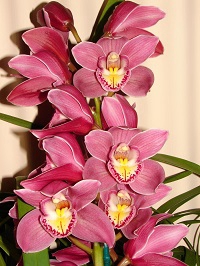 Cymbidium 12/15 Dark Pink Bl pst