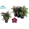 Helleborus