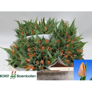 TU EN SUNRISE PRINCE