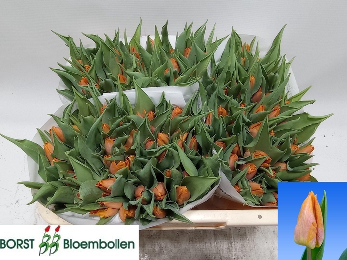 <h4>TU EN SUNRISE PRINCE</h4>