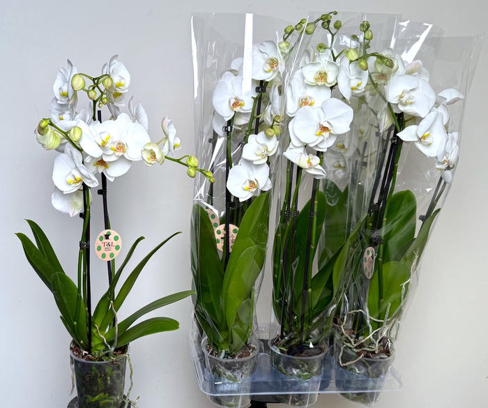 <h4>PHAL OV WIT</h4>