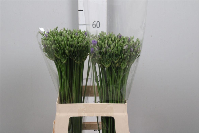 <h4>Trit Twin Sisters</h4>