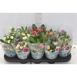EUPHORBIA MILII MILIIANA P11