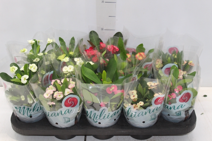 <h4>EUPHORBIA MILII MILIIANA P11</h4>