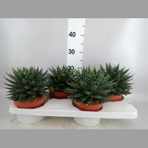 Gasteria  'Mufasa'