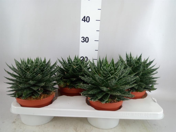 <h4>Gasteria  'Mufasa'</h4>