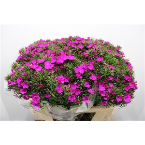 Dianthus Ba Am Neon Purple