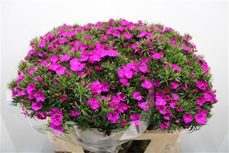 <h4>Dianthus Ba Am Neon Purple</h4>