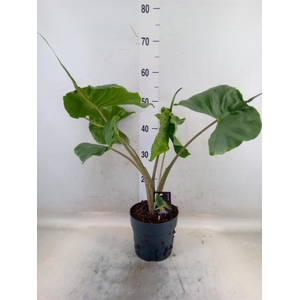 Alocasia macrorrhizos 'Stingray'