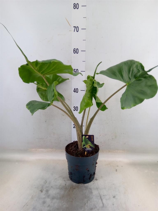 <h4>Alocasia macrorrhizos 'Stingray'</h4>