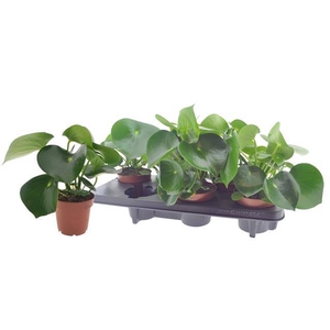 Peperomia Raindrop