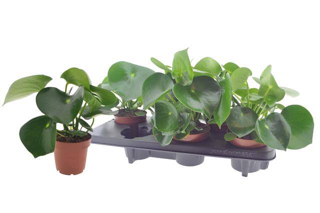Peperomia Raindrop