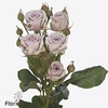 Rosa spray nadia duran