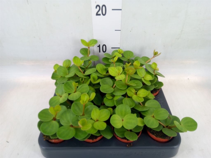 <h4>Peperomia tetraphylla 'Hope'</h4>