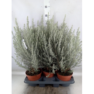 Ozothamnus diosm.