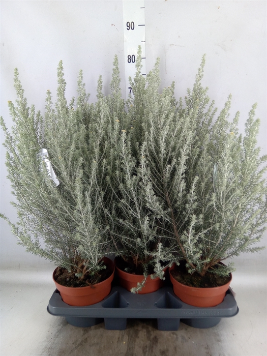 <h4>Ozothamnus diosm.</h4>