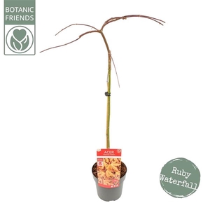 Acer palm. 'Cascade Ruby' ®