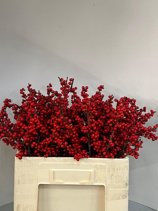 <h4>ILEX VE RODE BES</h4>