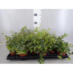 Hedera helix