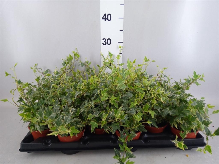 <h4>Hedera helix</h4>