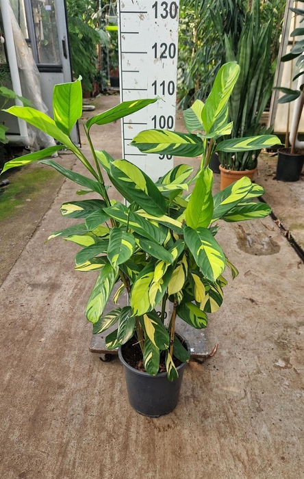 <h4>Ctenanthe pilosa 'Mosaic'</h4>