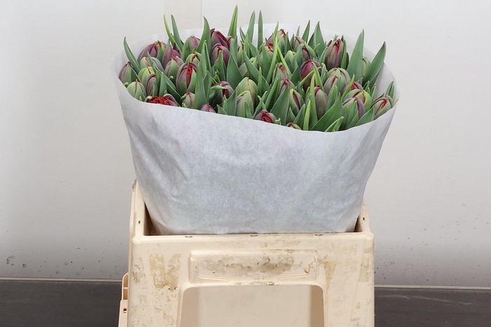 <h4>Tu Du Red Princess</h4>