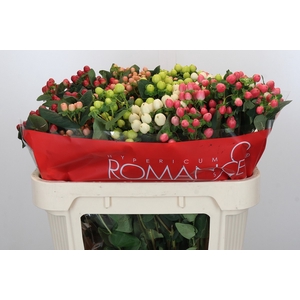 Hypericum Rainbow Romance Spray
