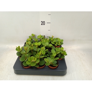 Peperomia tetraphylla 'Hope'