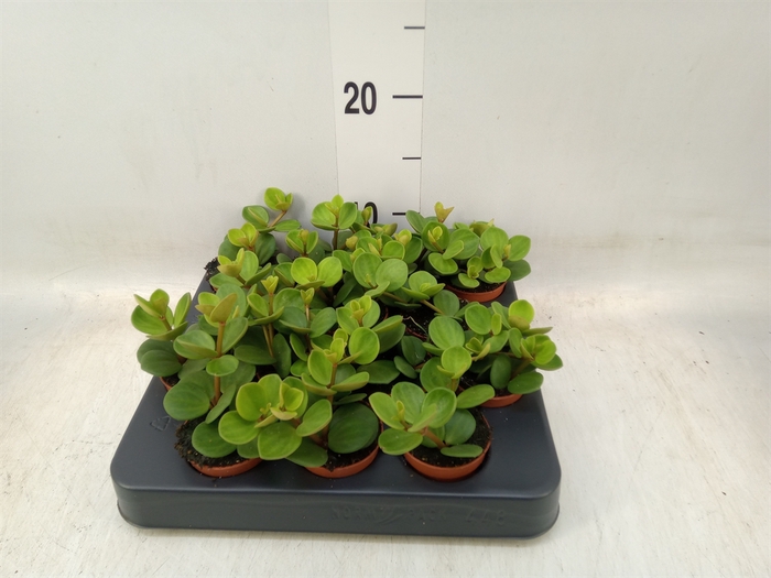 <h4>Peperomia tetraphylla 'Hope'</h4>