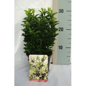 Euonymus Japonicus 'Francien'