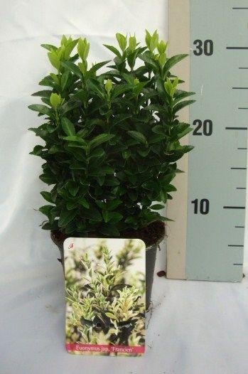 <h4>Euonymus Japonicus 'Francien'</h4>