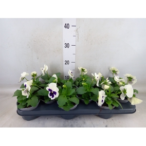Viola wr. 'Delta White wBlotch'