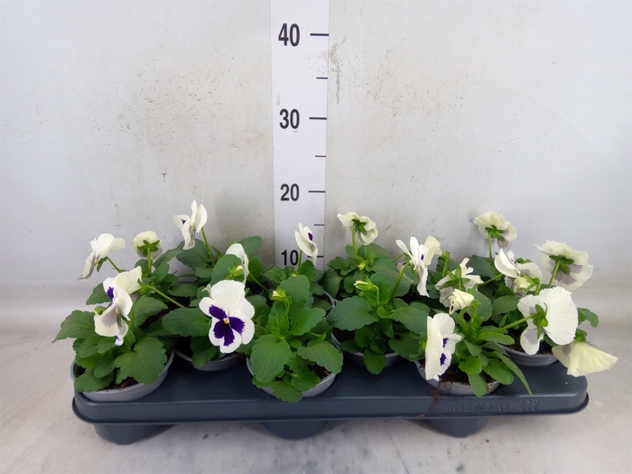 <h4>Viola wr. 'Delta White wBlotch'</h4>