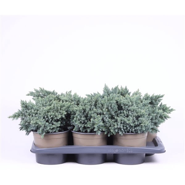 <h4>Juniperus squamata 'Blue Star'</h4>