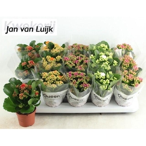 KALAN CALAN LUIJK MIX P9