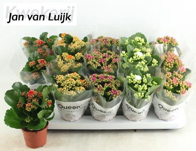 <h4>KALAN CALAN LUIJK MIX P9</h4>