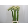 Allium Mount Everest