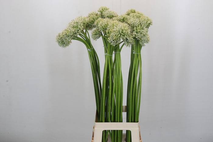 <h4>Allium Mount Everest</h4>
