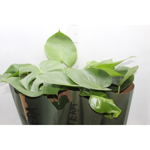 MONSTERA DELICIOSA P16