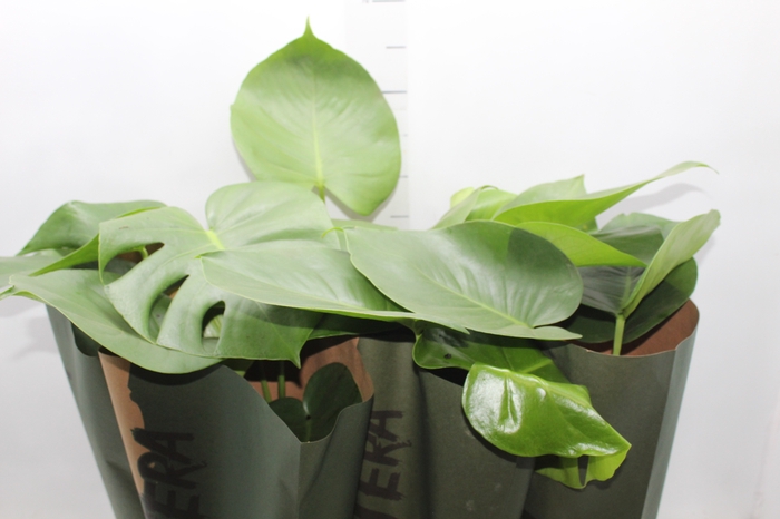 <h4>MONSTERA DELICIOSA P16</h4>