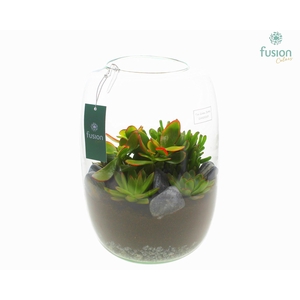 Green Bottle Isabella XLarge met Succulenten