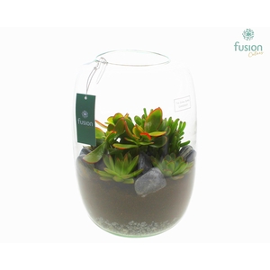 Green Bottle Isabella XLarge met Succulenten