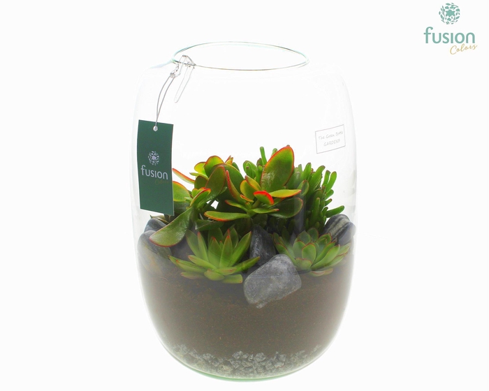 <h4>Green Bottle Isabella XLarge met Succulenten</h4>